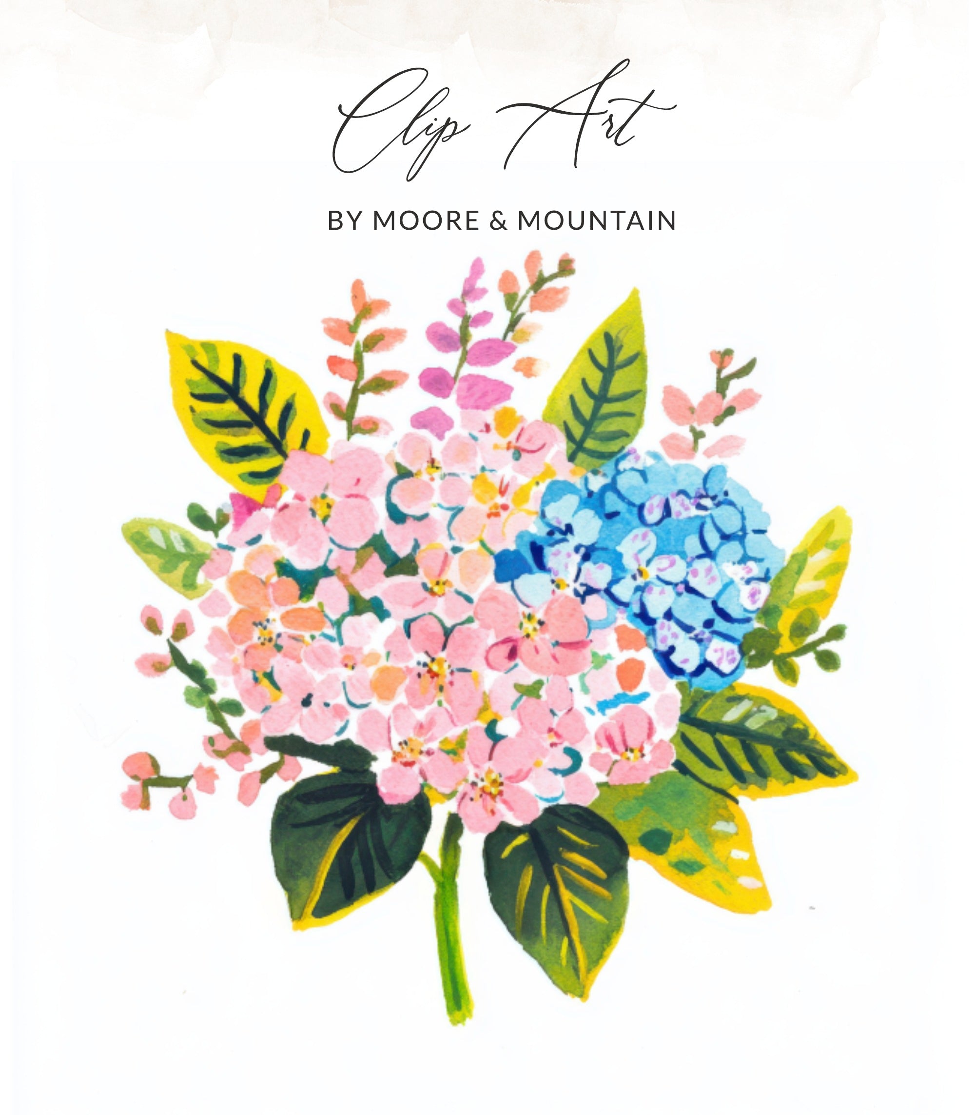 Pink and blue hydrangeas with green leaves and text "Clip Art BY MOORE & MOUNTAIN".