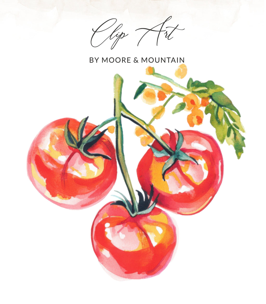 Watercolor illustration of three ripe red tomatoes on a vine with green leaves.